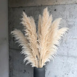 Natural Dried Pampas Grass Plumes - Home & Event Decor