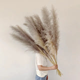 Natural Dried Pampas Grass Plumes - Home & Event Decor