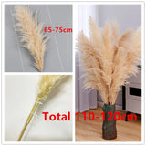 Natural Dried Pampas Grass Plumes - Home & Event Decor