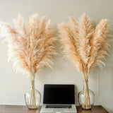 Natural Dried Pampas Grass Plumes - Home & Event Decor