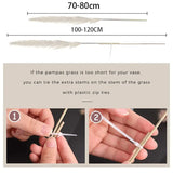 Natural Dried Pampas Grass Plumes - Home & Event Decor