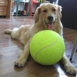 Giant Tennis Ball for Dogs – Durable Inflatable Pet Toy 24cm