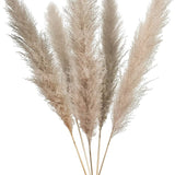 Natural Dried Pampas Grass Plumes - Home & Event Decor